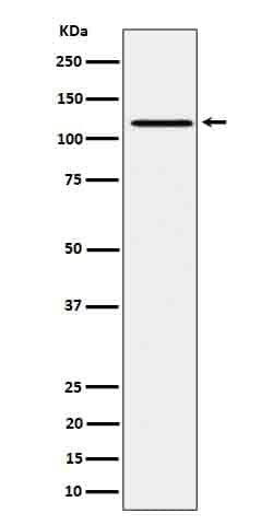 Jak1, p Tyr1034 Antibody (SR1138), Novus Biologicals 50 &mu;g; Unconjugated:Antibodies,
