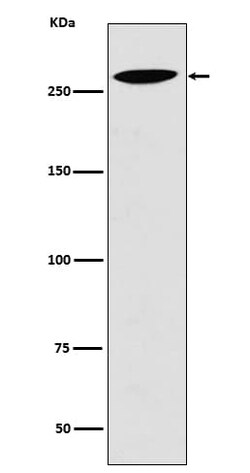 LRP2 Antibody (SR1448), Novus Biologicals 50 &mu;g; Unconjugated:Antibodies,