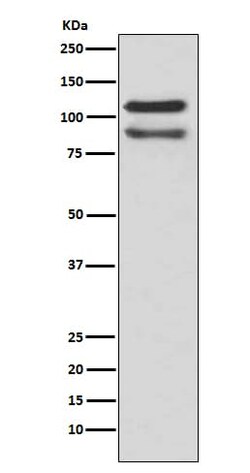 p120-catenin Antibody (SR1036), Novus Biologicals:Antibodies:Primary Antibodies