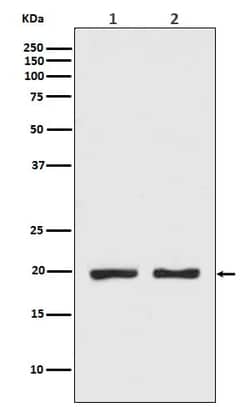 CPI17 alpha Antibody (SR1255), Novus Biologicals 50 &mu;g; Unconjugated:Antibodies,