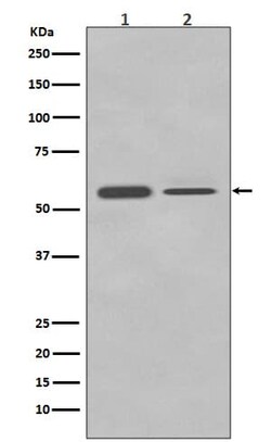 PTBP2 Antibody (SR2022), Novus Biologicals 50 &mu;g; Unconjugated:Antibodies,