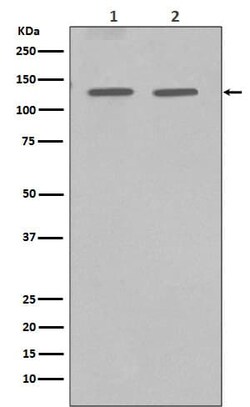 GM130/GOLGA2 Antibody (SR1125), Novus Biologicals 100 &mu;g; Unconjugated:Antibodies,
