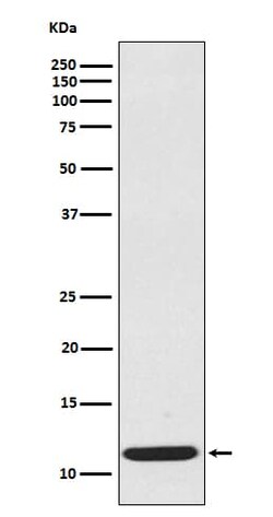 CCL19/MIP-3 beta Antibody (SR1079), Novus Biologicals 100 &mu;g; Unconjugated:Antibodies,