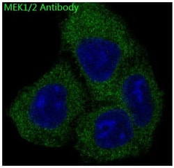 MEK1/2 Antibody (SR1751), Novus Biologicals:Antibodies:Primary Antibodies