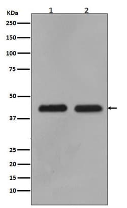 MEK1/2 Antibody (SR1751), Novus Biologicals:Antibodies:Primary Antibodies