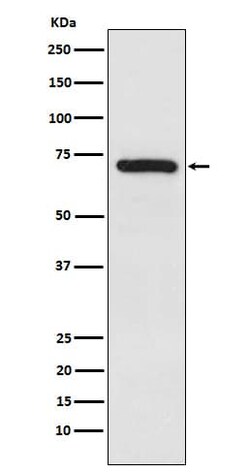 TRIM25 Antibody (SR2171), Novus Biologicals:Antibodies:Primary Antibodies