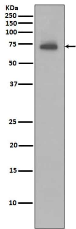cIAP-2/HIAP-1 Antibody (SR2173), Novus Biologicals 50 &mu;g; Unconjugated:Antibodies,