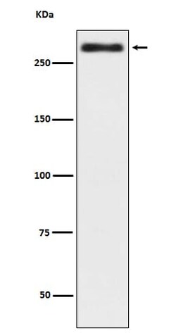 Talin2 Antibody (SR1434), Novus Biologicals 100 &mu;g; Unconjugated:Antibodies,