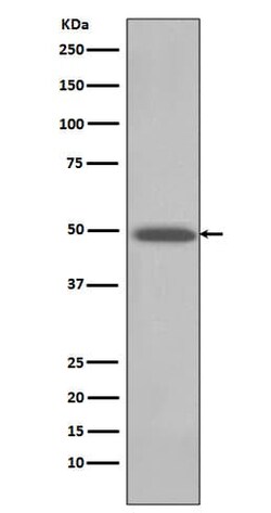 BMP-4 Antibody (SR1811), Novus Biologicals 50 &mu;g; Unconjugated:Antibodies,