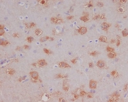 HSPA12A Antibody (SR2197), Novus Biologicals:Antibodies:Primary Antibodies