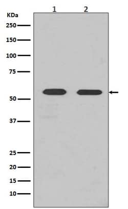 Fyn Antibody (SR2055), Novus Biologicals 100 &mu;g; Unconjugated:Antibodies,