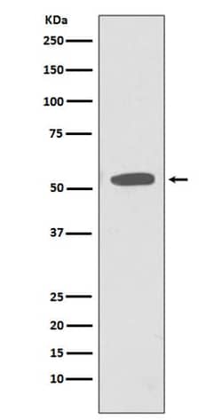 CD47 Antibody (SR1983), Novus Biologicals 50 &mu;g; Unconjugated:Antibodies,