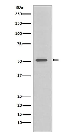 TRAF-4 Antibody (SR1969), Novus Biologicals:Antibodies:Primary Antibodies