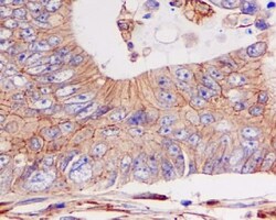 pan Cadherin Antibody (SR1156), Novus Biologicals:Antibodies:Primary Antibodies