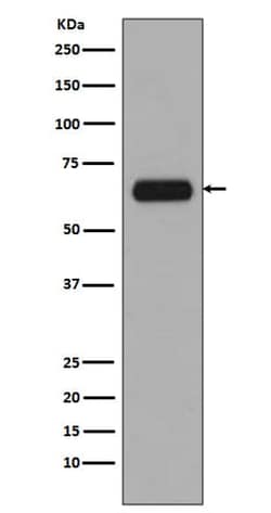 TCF7L1/TCF3 Antibody (SR2086), Novus Biologicals:Antibodies:Primary Antibodies