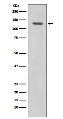 Rad21 Antibody (SR2172), Novus Biologicals 50 &mu;g; Unconjugated:Antibodies,