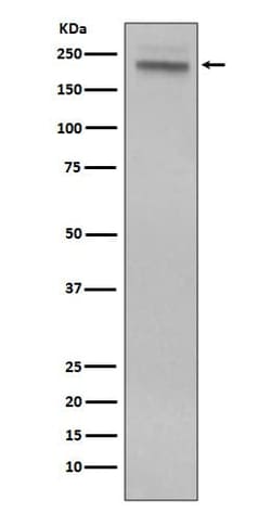 CD45 Antibody (SR1188), Novus Biologicals 100 &mu;g; Unconjugated:Antibodies,