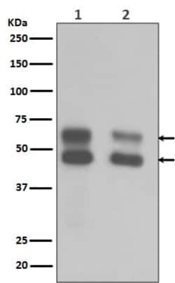 CaM Kinase II Antibody (SR1753), Novus Biologicals:Antibodies:Primary Antibodies