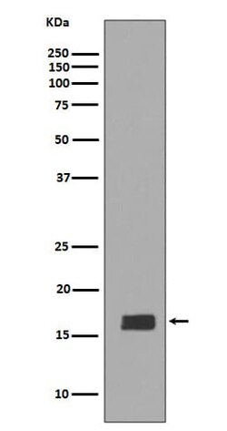 Synuclein alpha/beta Antibody (SR1281), Novus Biologicals 50 &mu;g; Unconjugated:Antibodies,