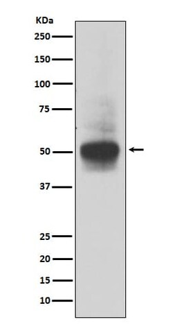 RUNX1/2/3 Antibody (SR1906), Novus Biologicals:Antibodies:Primary Antibodies