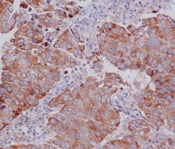 PUMA Antibody (SR1298), Novus Biologicals 50 &mu;g; Unconjugated:Antibodies,