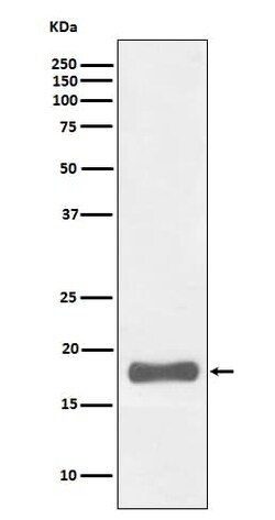 PUMA Antibody (SR1298), Novus Biologicals 50 &mu;g; Unconjugated:Antibodies,
