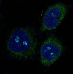 PUMA Antibody (SR1298), Novus Biologicals 50 &mu;g; Unconjugated:Antibodies,