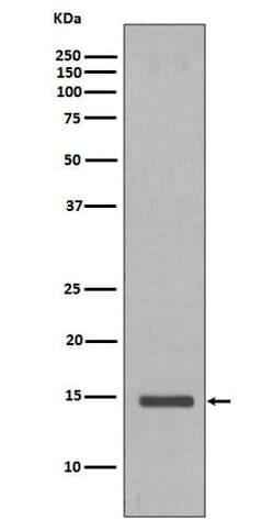 Histone H2B Antibody (SR1182), Novus Biologicals 50 &mu;g; Unconjugated:Antibodies,