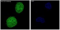 JNK1/2/3 Antibody (SR1787), Novus Biologicals:Antibodies:Primary Antibodies