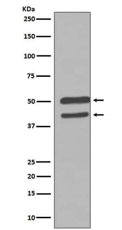 JNK1/2/3 Antibody (SR1787), Novus Biologicals:Antibodies:Primary Antibodies