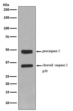 Caspase-2 Antibody (SR1824), Novus Biologicals 100 &mu;g | Buy Online | Novus Biologicals | Fisher Scientific