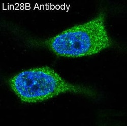 LIN-28B Antibody (SR1509), Novus Biologicals 50 &mu;g; Unconjugated:Antibodies,