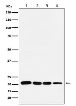 p21/CIP1/CDKN1A Antibody (SR1330), Novus Biologicals 100 &mu;g; Unconjugated:Antibodies,