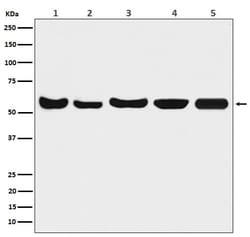 AKT1/2/3 Antibody (SR2006), Novus Biologicals:Antibodies:Primary Antibodies