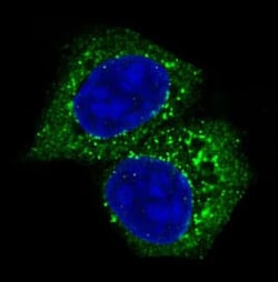 AKT1/2/3 Antibody (SR2006), Novus Biologicals:Antibodies:Primary Antibodies