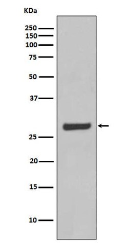 Aquaporin-5 Antibody (SR1459), Novus Biologicals 50 &mu;g; Unconjugated:Antibodies,