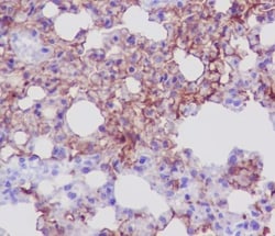 Aquaporin-5 Antibody (SR1459), Novus Biologicals 50 &mu;g; Unconjugated:Antibodies,