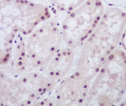 MAD2L1-binding protein Antibody (SR1563), Novus Biologicals 50 &mu;g; Unconjugated:Antibodies,