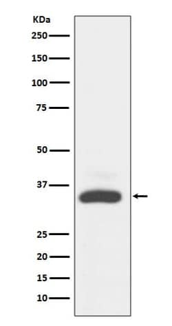 MAD2L1-binding protein Antibody (SR1563), Novus Biologicals 50 &mu;g; Unconjugated:Antibodies,