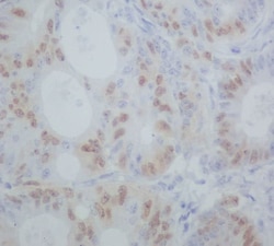 Cyclin A1/Cyclin A2 Antibody (SR1909), Novus Biologicals:Antibodies:Primary