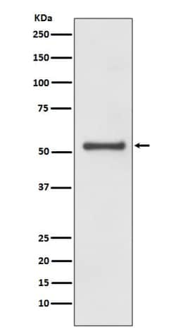 Cyclin A1/Cyclin A2 Antibody (SR1909), Novus Biologicals:Antibodies:Primary