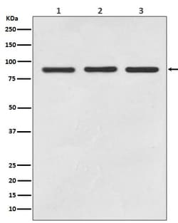 STAT5a/b Antibody (SR2282), Novus Biologicals 50 &mu;g; Unconjugated:Antibodies,