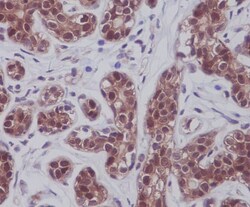 STAT5a/b Antibody (SR2282), Novus Biologicals 50 &mu;g; Unconjugated:Antibodies,