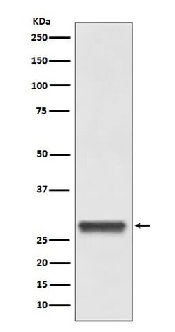 14-3-3 Antibody (SR1457), Novus Biologicals:Antibodies:Primary Antibodies