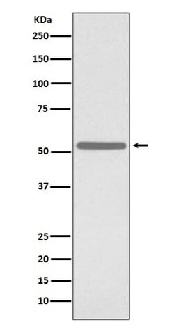 CDC25C Antibody (SR2051), Novus Biologicals:Antibodies:Primary Antibodies