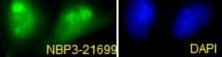 CDCA5 Antibody (SR1580), Novus Biologicals:Antibodies:Primary Antibodies
