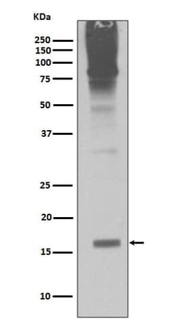 SUMO2/3 Antibody (SR1240), Novus Biologicals 100 &mu;g; Unconjugated:Antibodies,