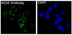 iNOS Antibody (SR1134), Novus Biologicals:Antibodies:Primary Antibodies