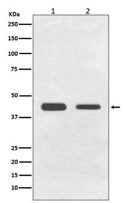 GDF-11/BMP-11 Antibody (SR1761), Novus Biologicals 50 &mu;g; Unconjugated:Antibodies,