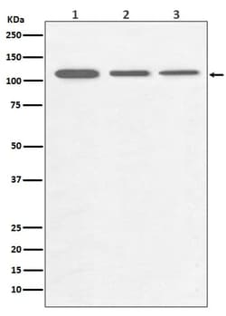 PGC1 alpha/beta Antibody (SR1068), Novus Biologicals:Antibodies:Primary
